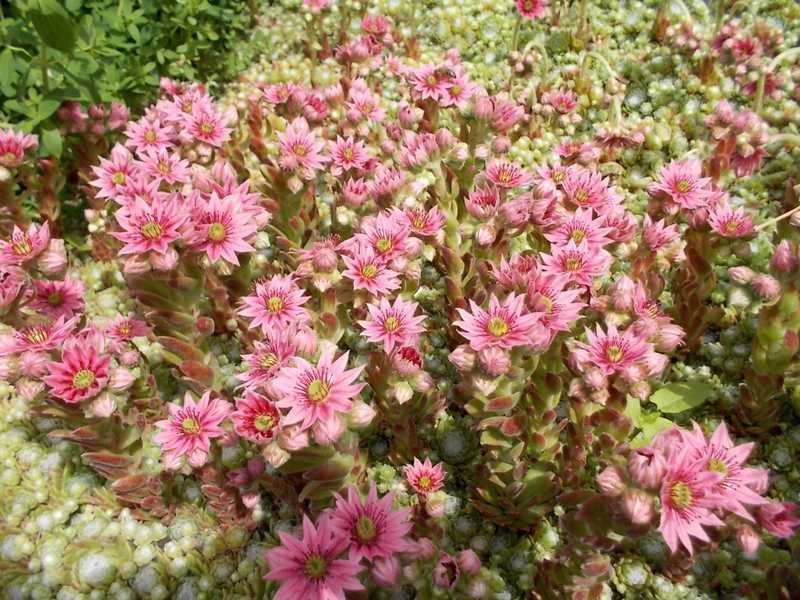 Sempervivum