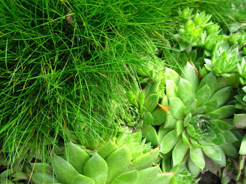 Sempervivum