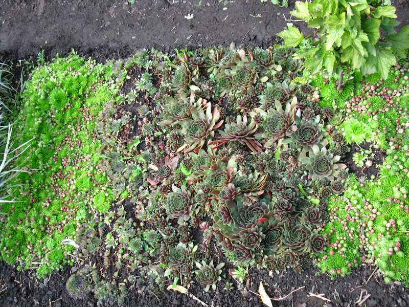 Sempervivum