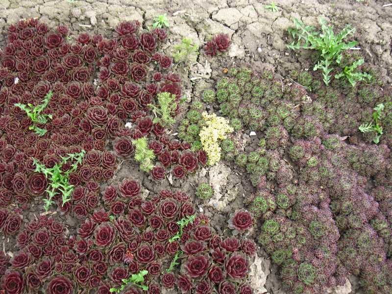 Sempervivum