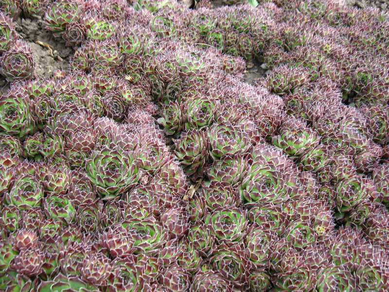Sempervivum