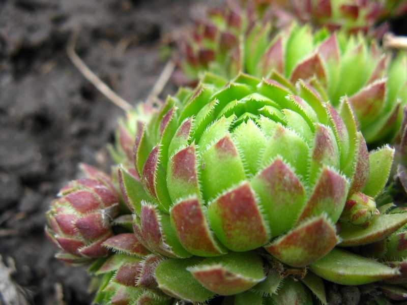 Sempervivum
