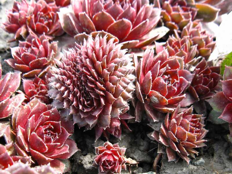Sempervivum