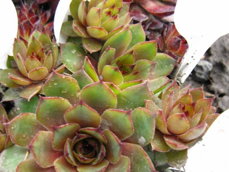 Sempervivum