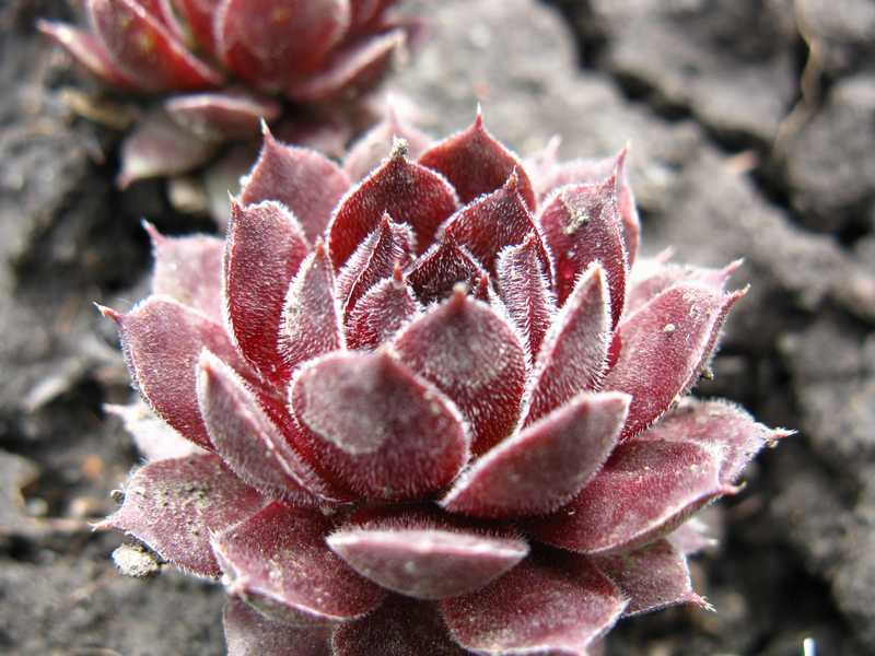 Sempervivum