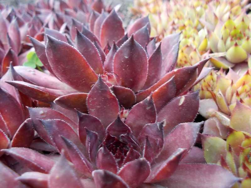 Sempervivum