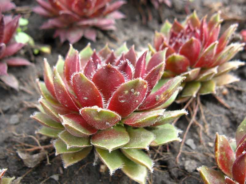 Sempervivum