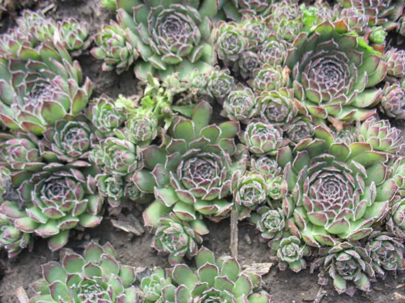 Sempervivum