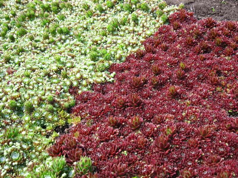 Sempervivum