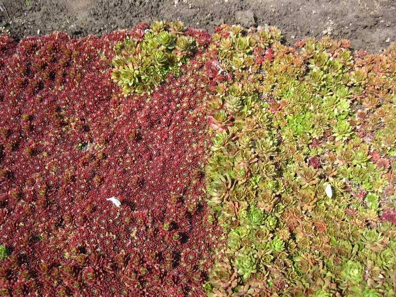 Sempervivum