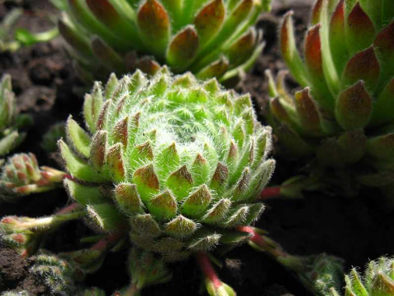 Sempervivum