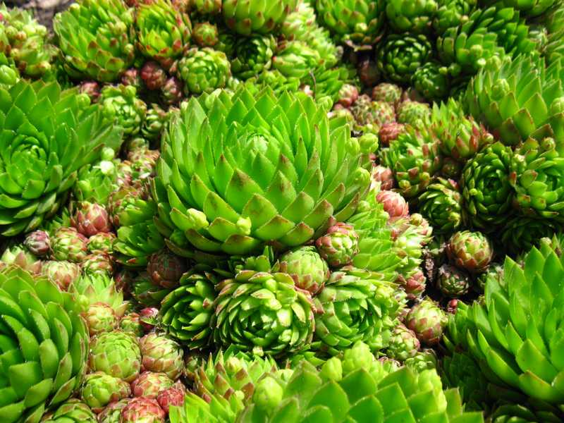 Sempervivum