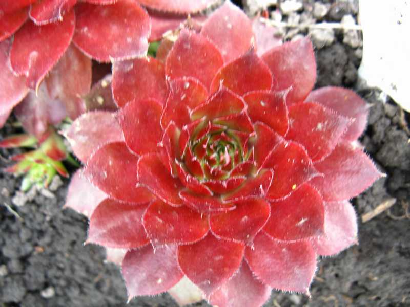 Sempervivum