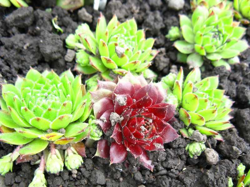 Sempervivum