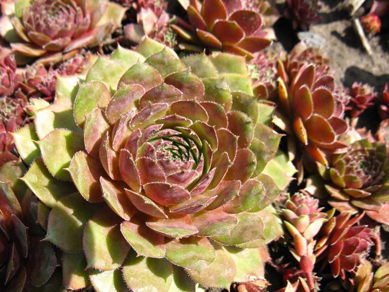 Sempervivum