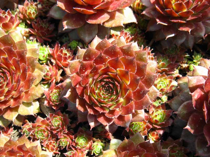 Sempervivum