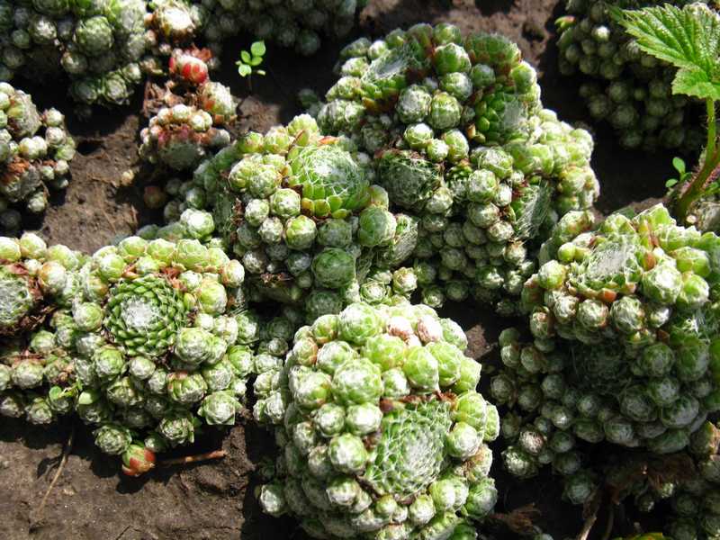 Sempervivum