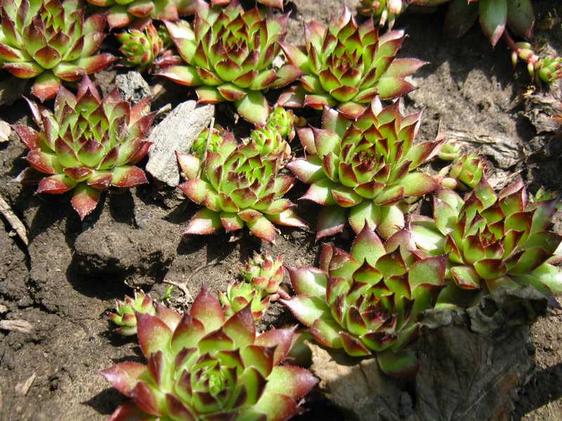 Sempervivum