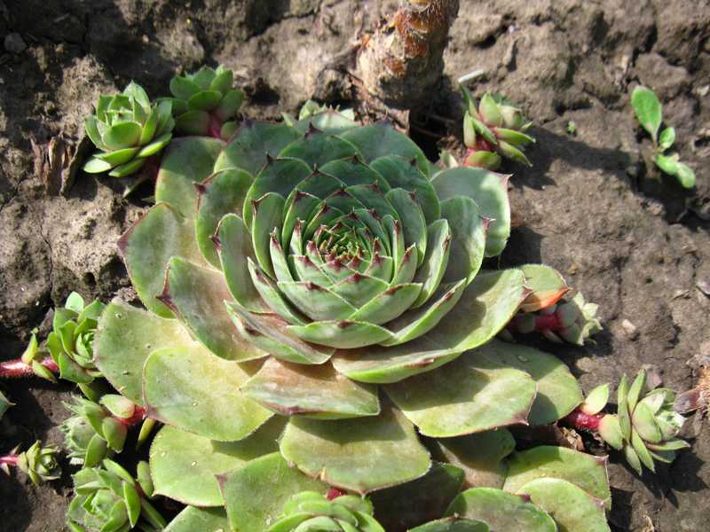 Sempervivum