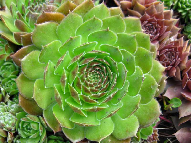 Sempervivum