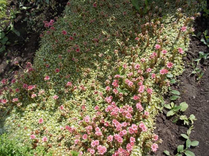 Sempervivum
