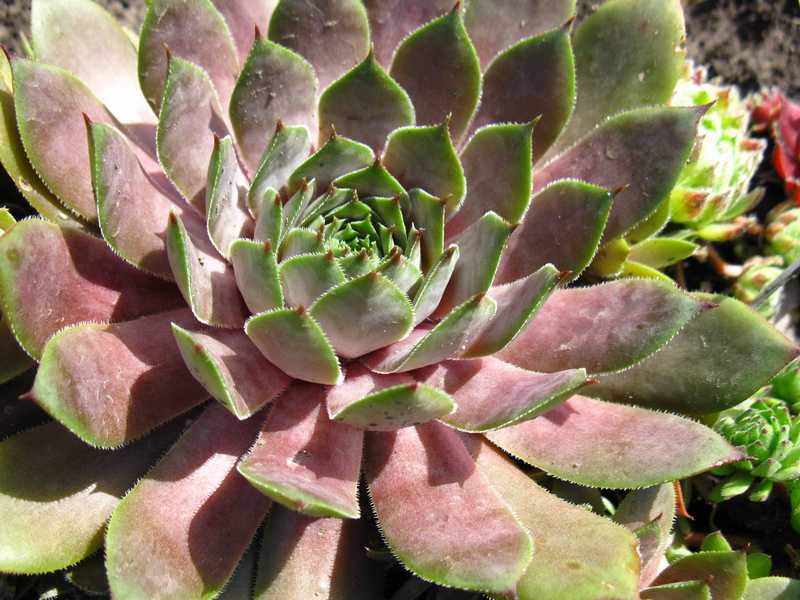 Sempervivum