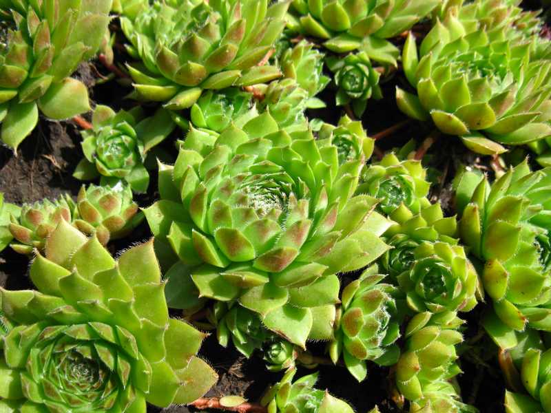 Sempervivum