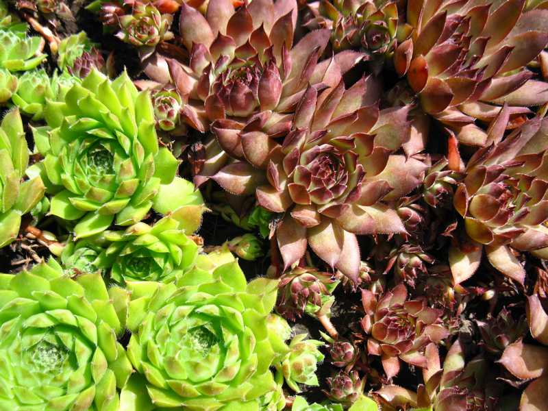 Sempervivum