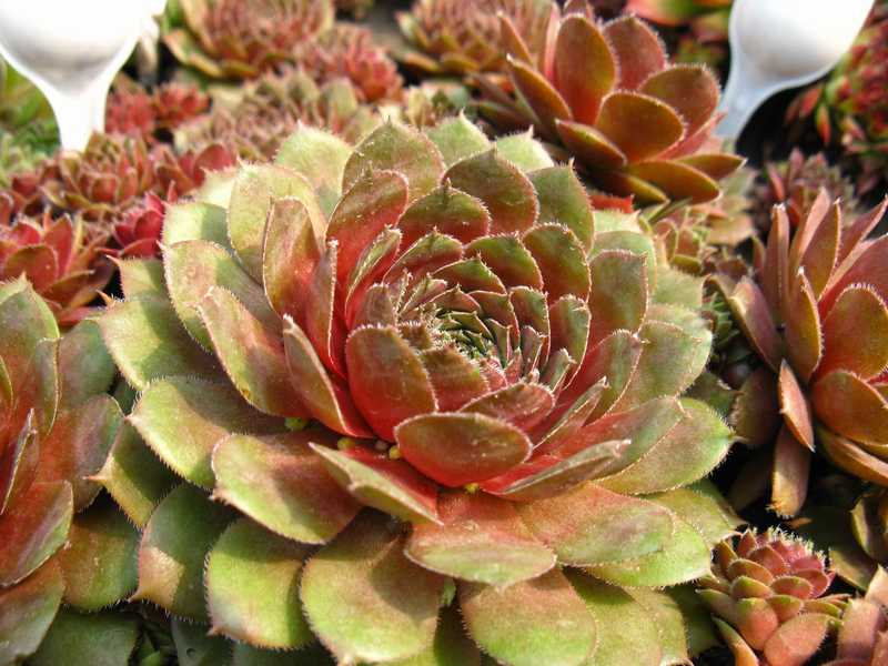 Sempervivum