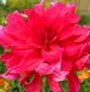 �������� ������ ���