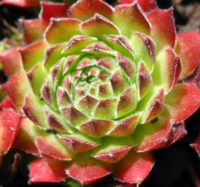 Sempervivum