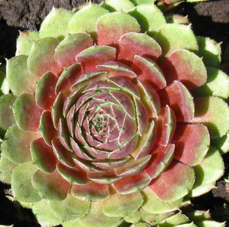 Sempervivum