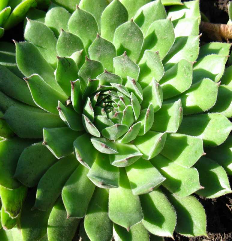 Sempervivum