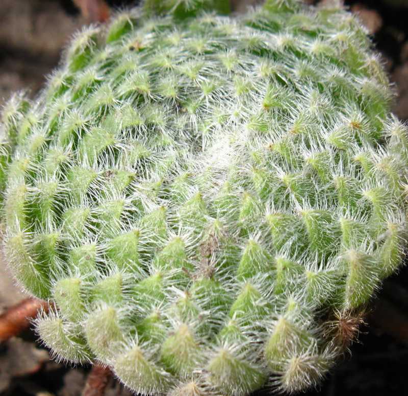 Sempervivum